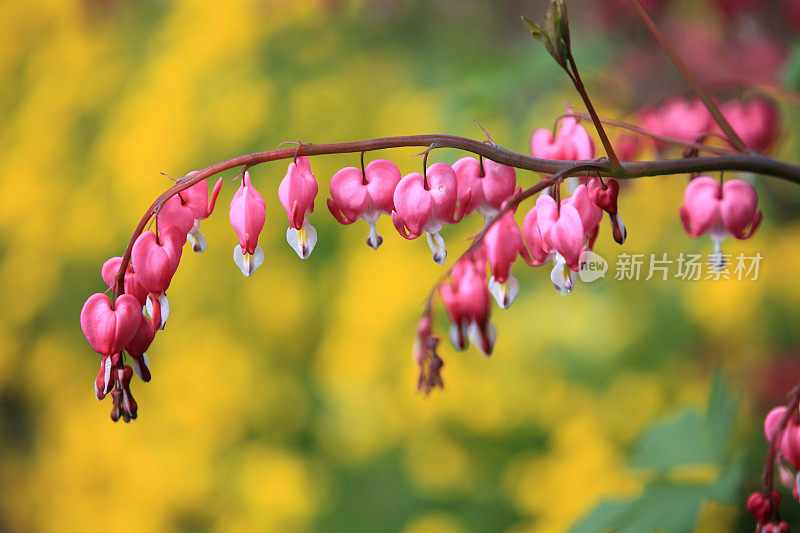 流血的心(Lamprocapnos spectabilis)在花园里开花